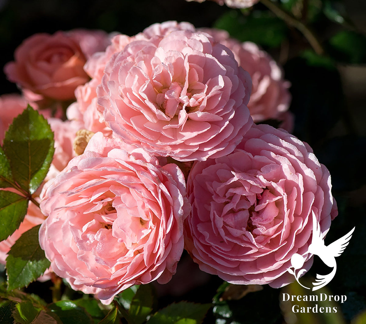 Rose - Apricot Drift — DreamDrop Gardens photo 29