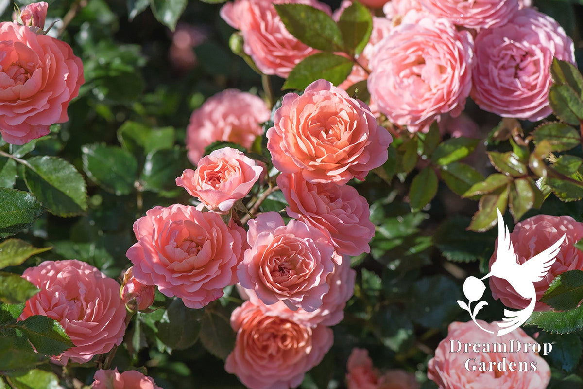Rose - Apricot Drift — DreamDrop Gardens photo 30