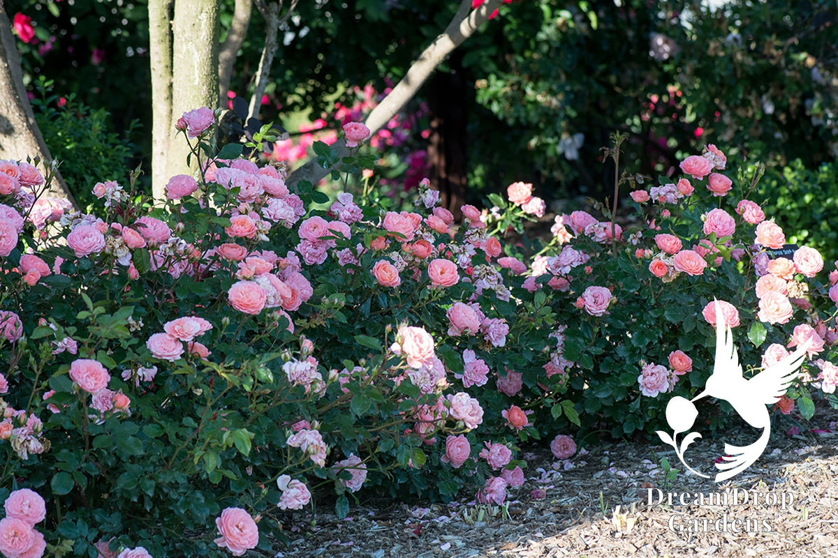 Rose - Apricot Drift — DreamDrop Gardens photo 31