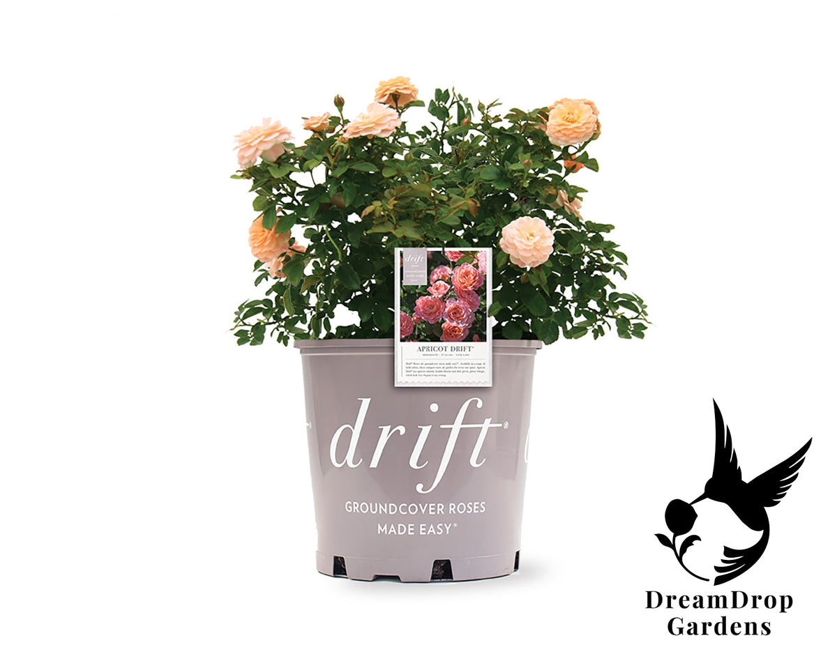 Rose - Apricot Drift — DreamDrop Gardens photo 32