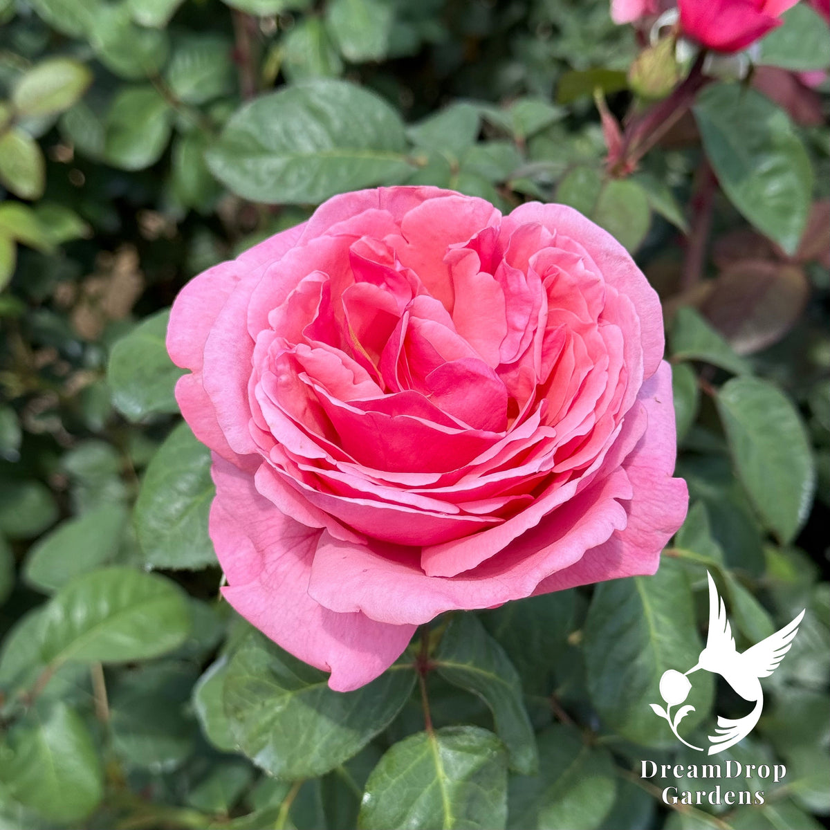 Rose - Apricot Drift — DreamDrop Gardens photo 5