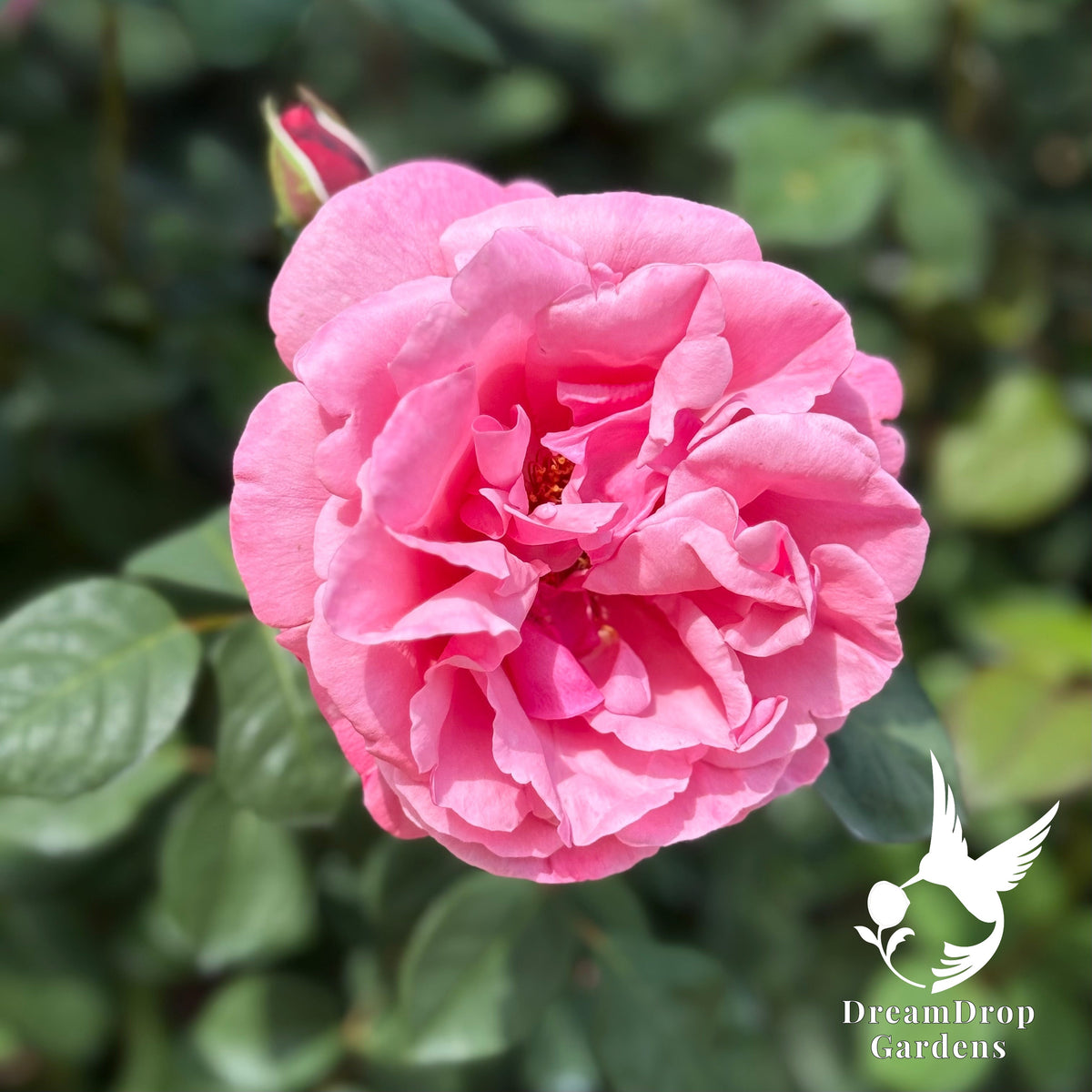 Rose - Apricot Drift — DreamDrop Gardens photo 6