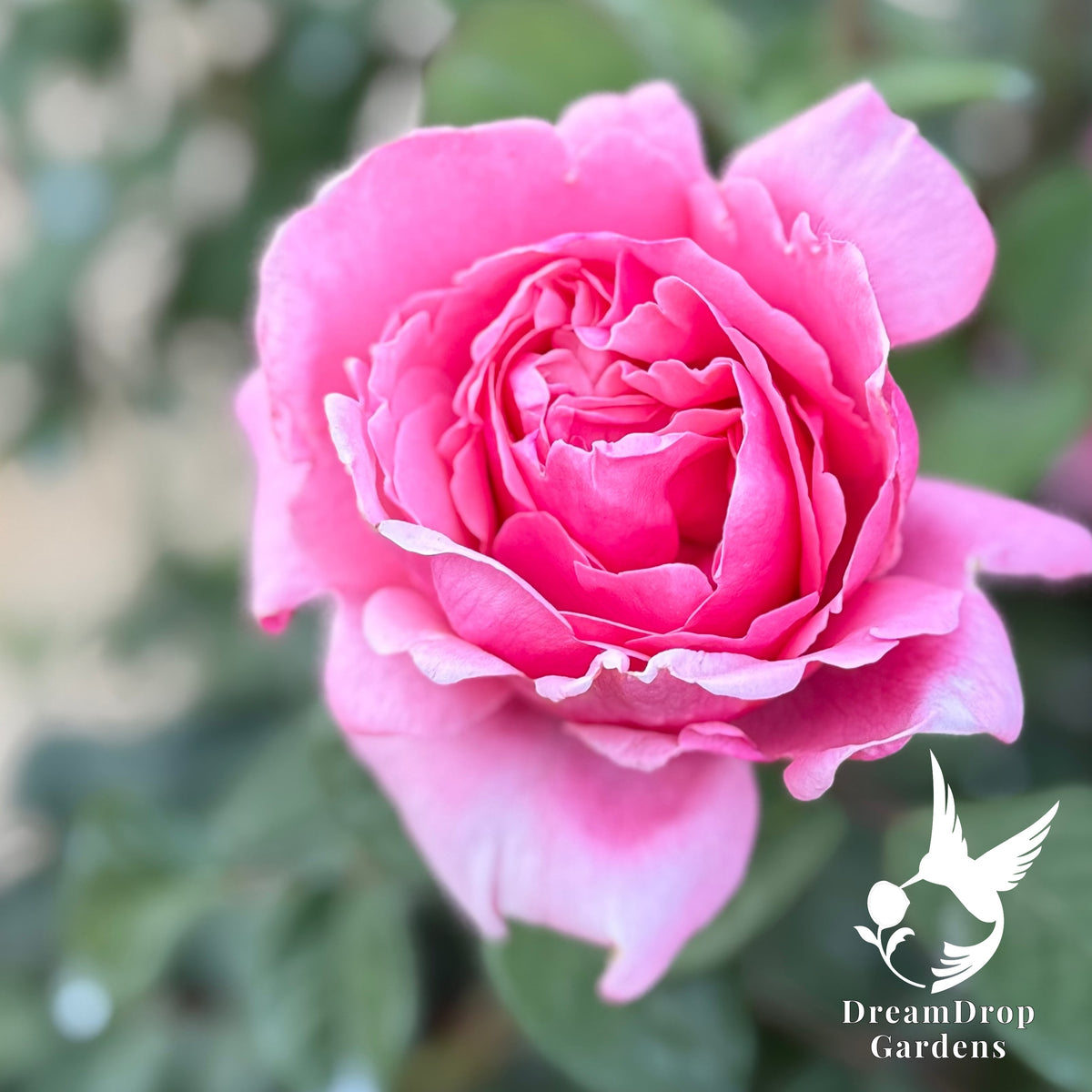 Rose - Apricot Drift — DreamDrop Gardens photo 8