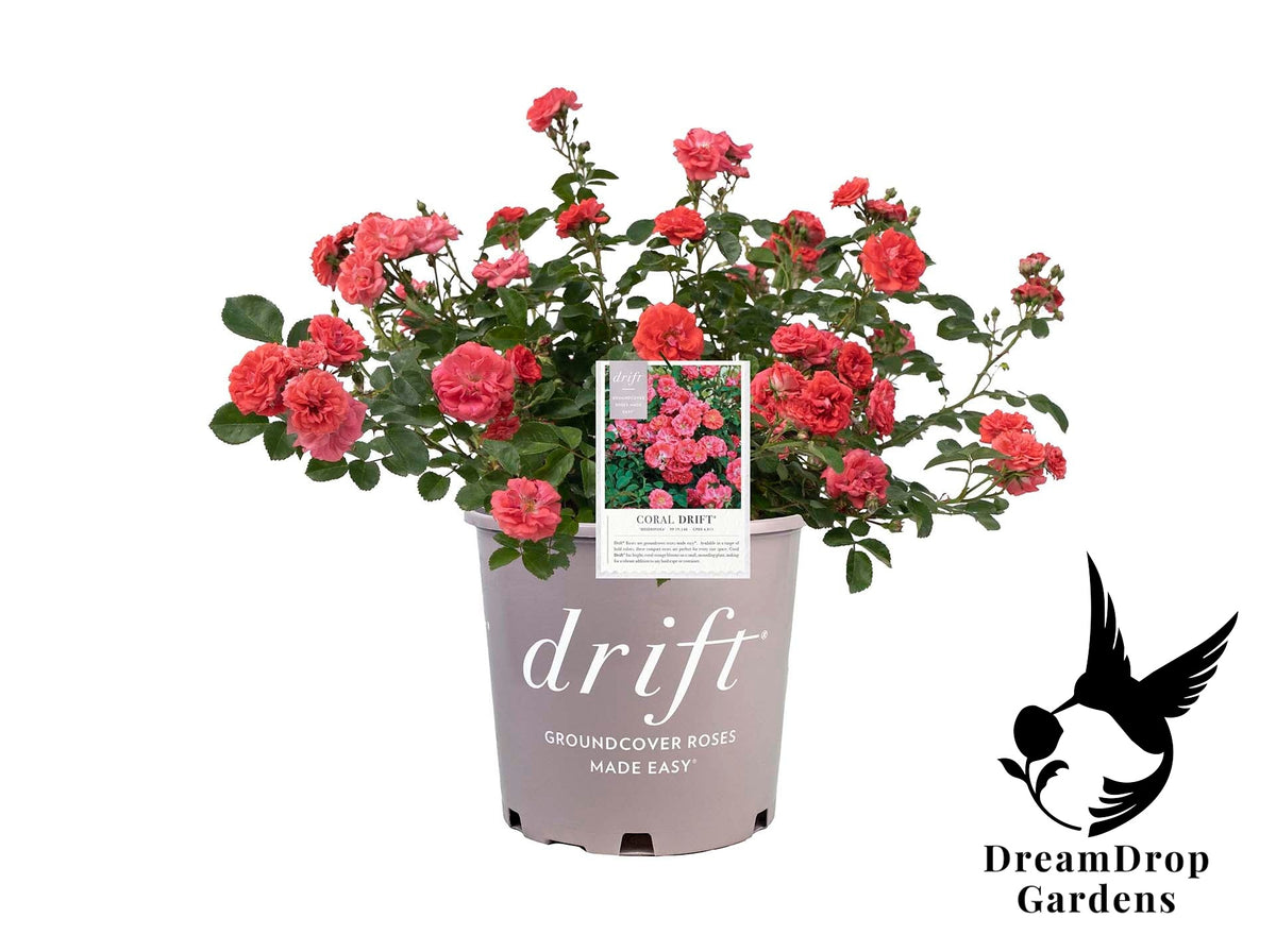 Rose - Coral Drift — DreamDrop Gardens photo 10