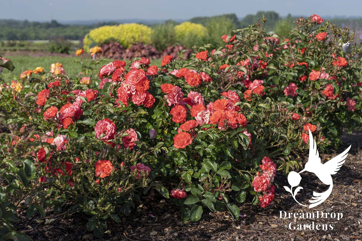 Rose - Coral Drift — DreamDrop Gardens photo 11