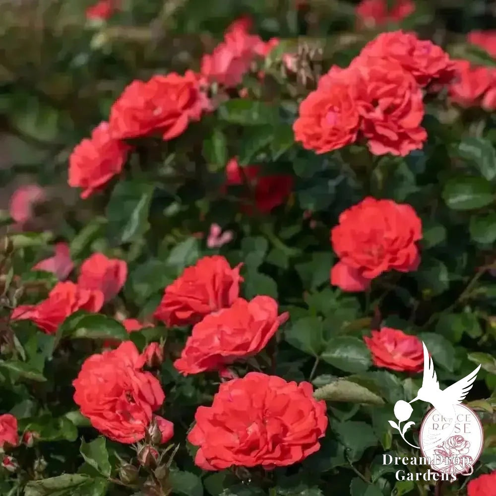 Rose - Coral Drift — DreamDrop Gardens photo 1