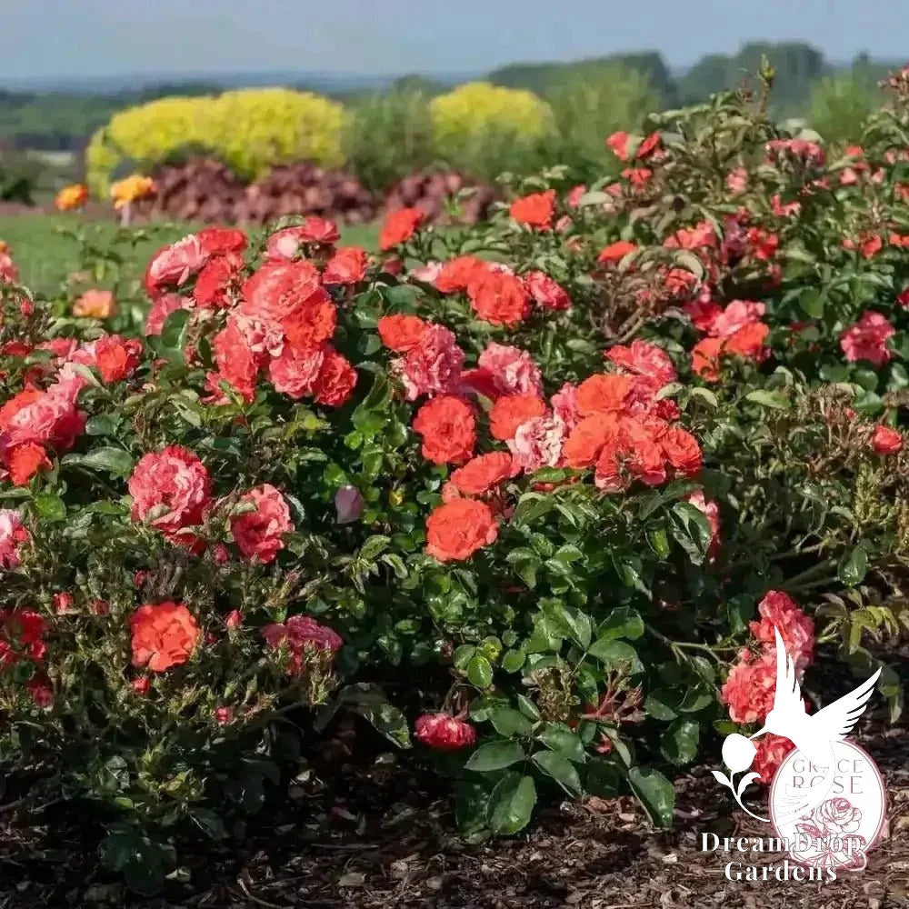 Rose - Coral Drift — DreamDrop Gardens photo 2