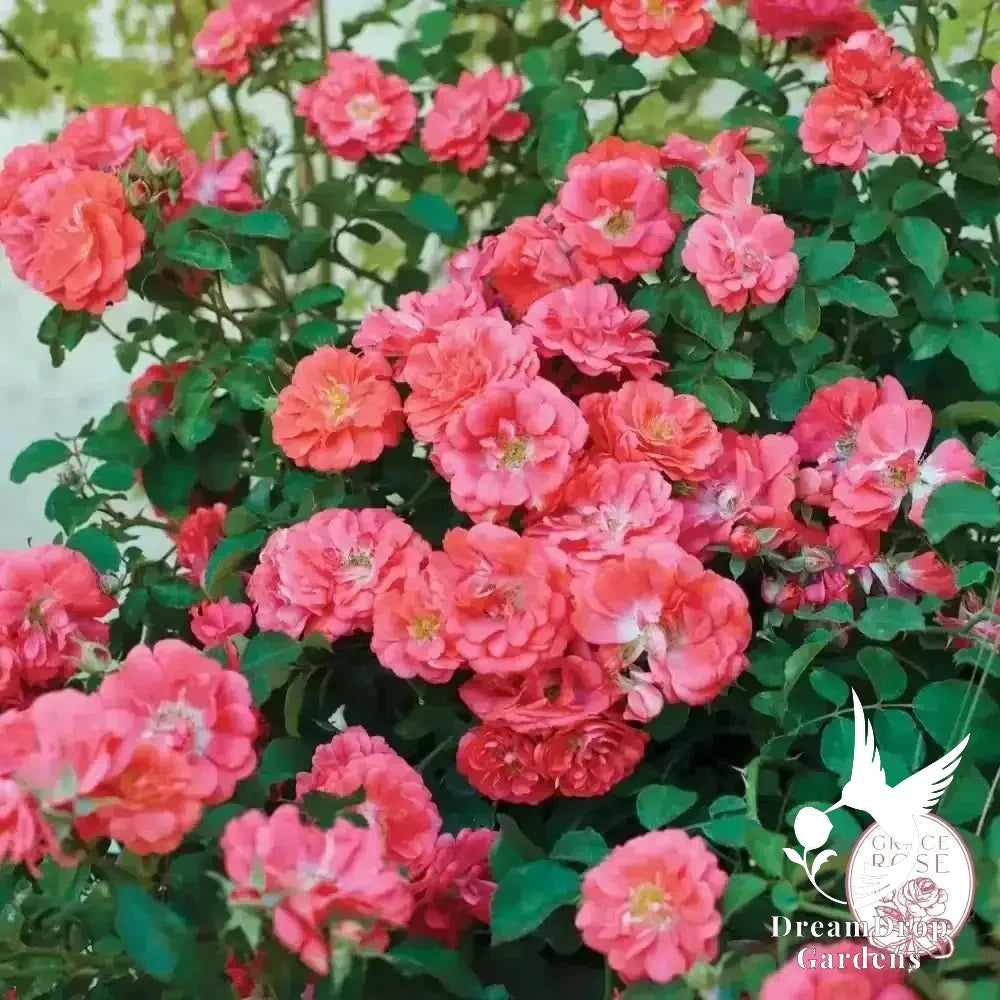 Rose - Coral Drift — DreamDrop Gardens photo 3