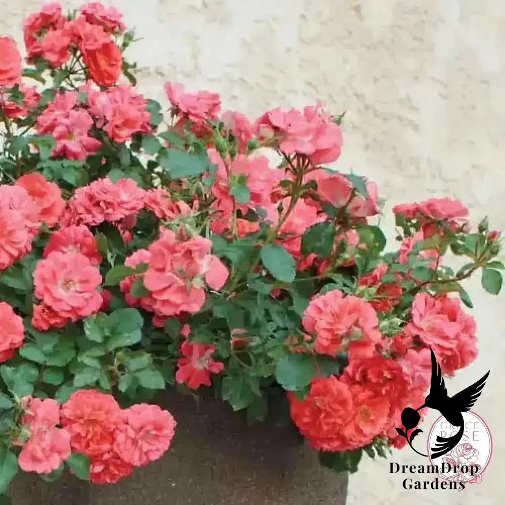 Rose - Coral Drift — DreamDrop Gardens photo 4