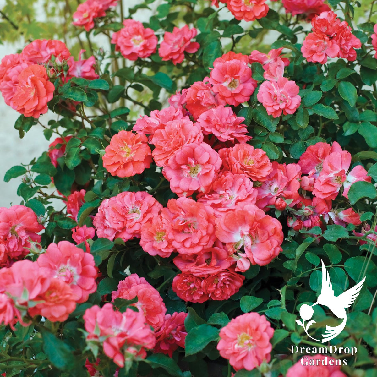 Rose - Coral Drift — DreamDrop Gardens photo 5