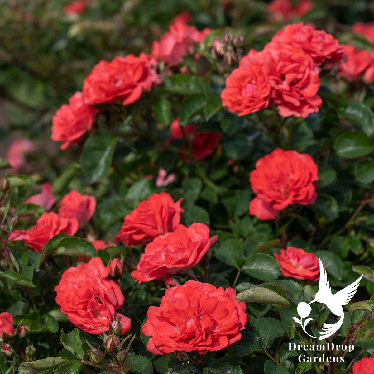 Rose - Coral Drift — DreamDrop Gardens photo 6