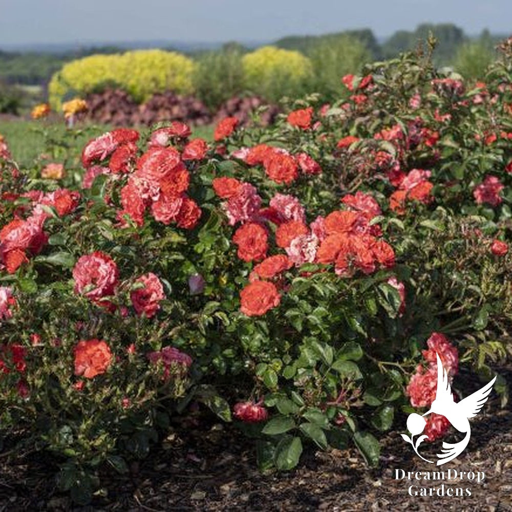 Rose - Coral Drift — DreamDrop Gardens photo 7