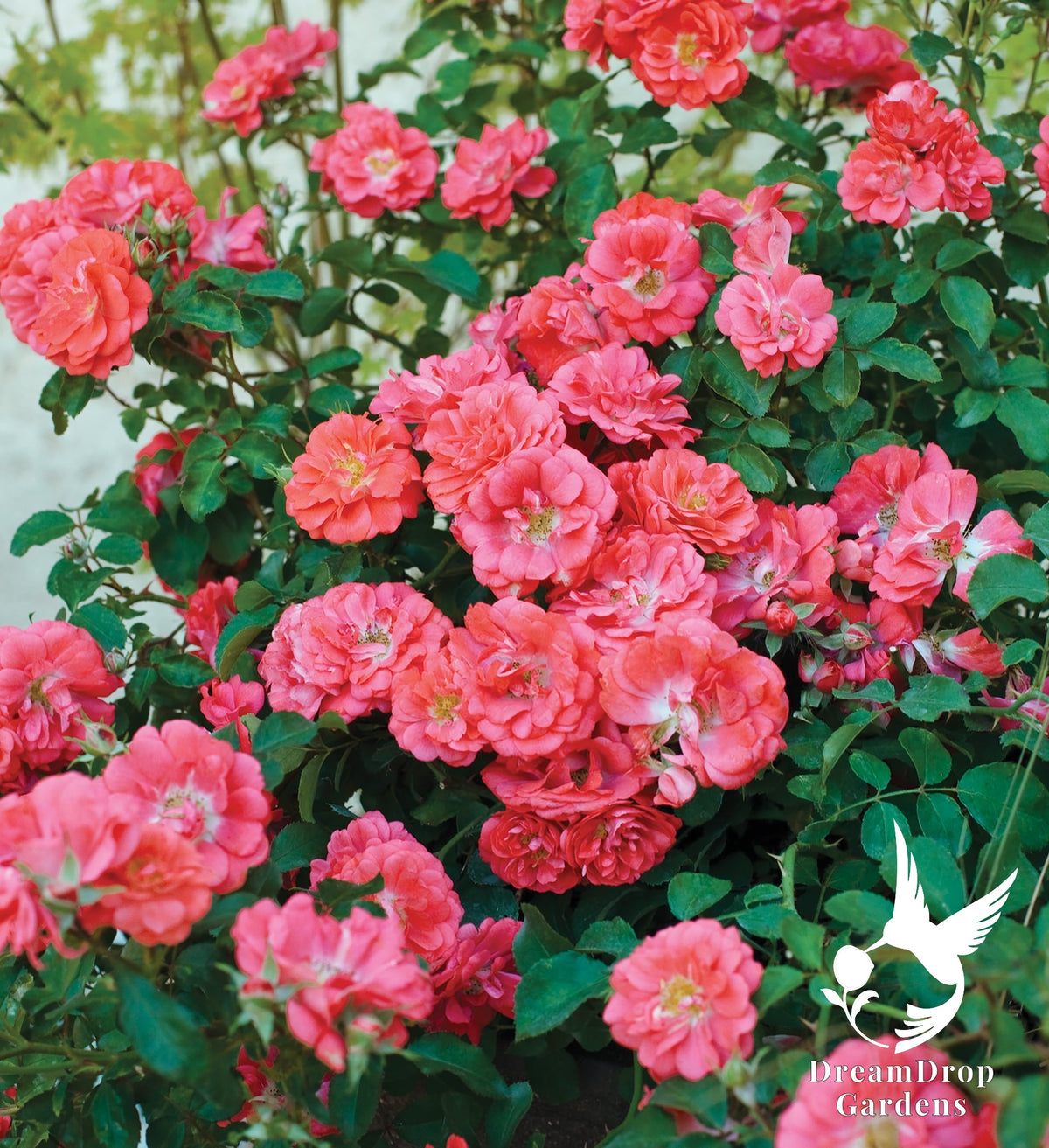 Rose - Coral Drift — DreamDrop Gardens photo 8
