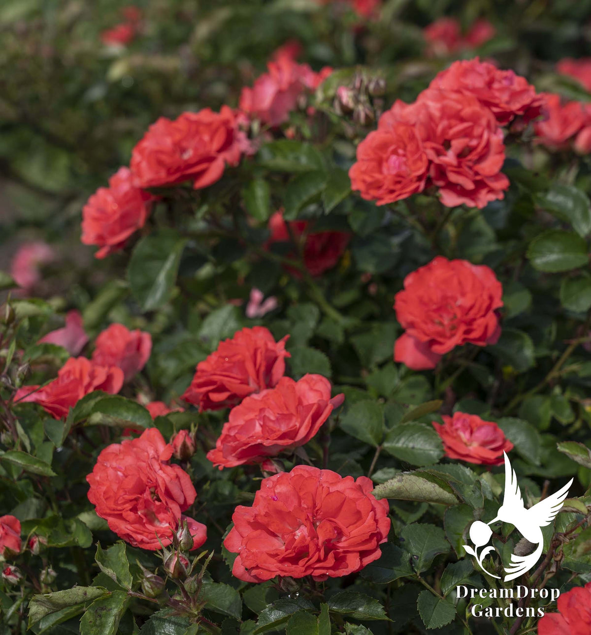 Rose - Coral Drift — DreamDrop Gardens photo 9