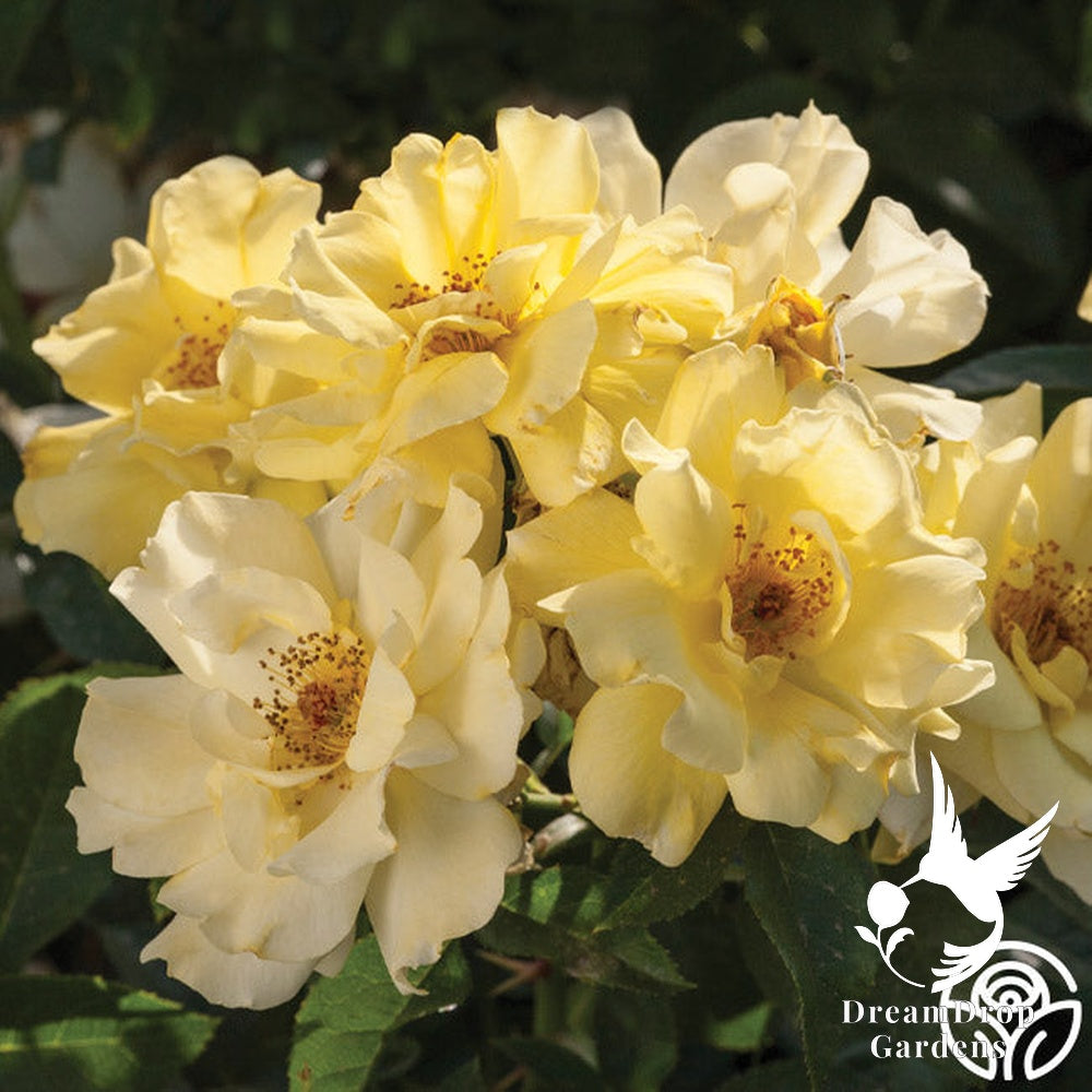 Rose - Lemon Drift — DreamDrop Gardens photo 1