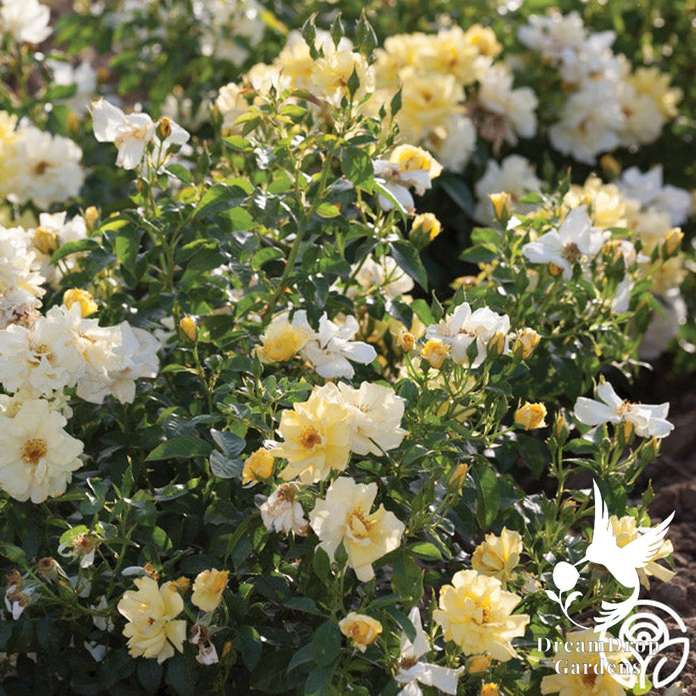 Rose - Lemon Drift — DreamDrop Gardens photo 2