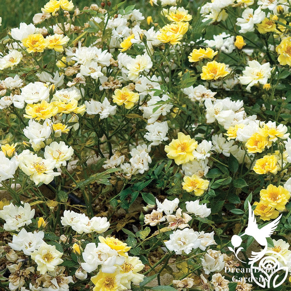 Rose - Lemon Drift — DreamDrop Gardens photo 3