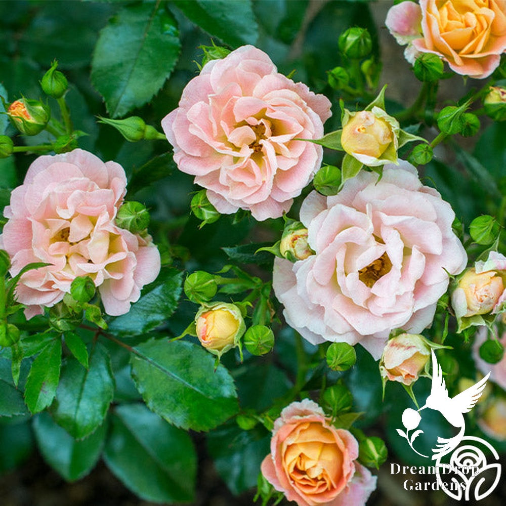 Rose - Peach Drift — DreamDrop Gardens photo 1