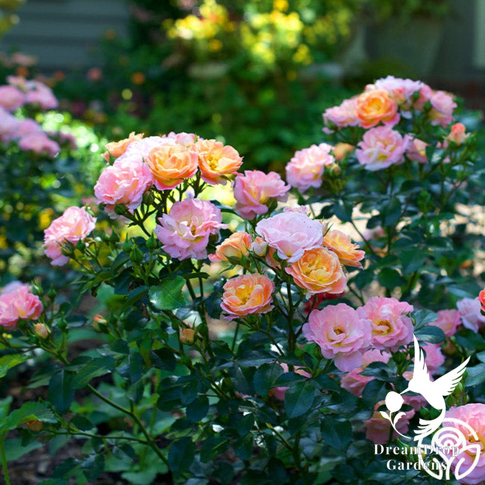Rose - Peach Drift — DreamDrop Gardens photo 2