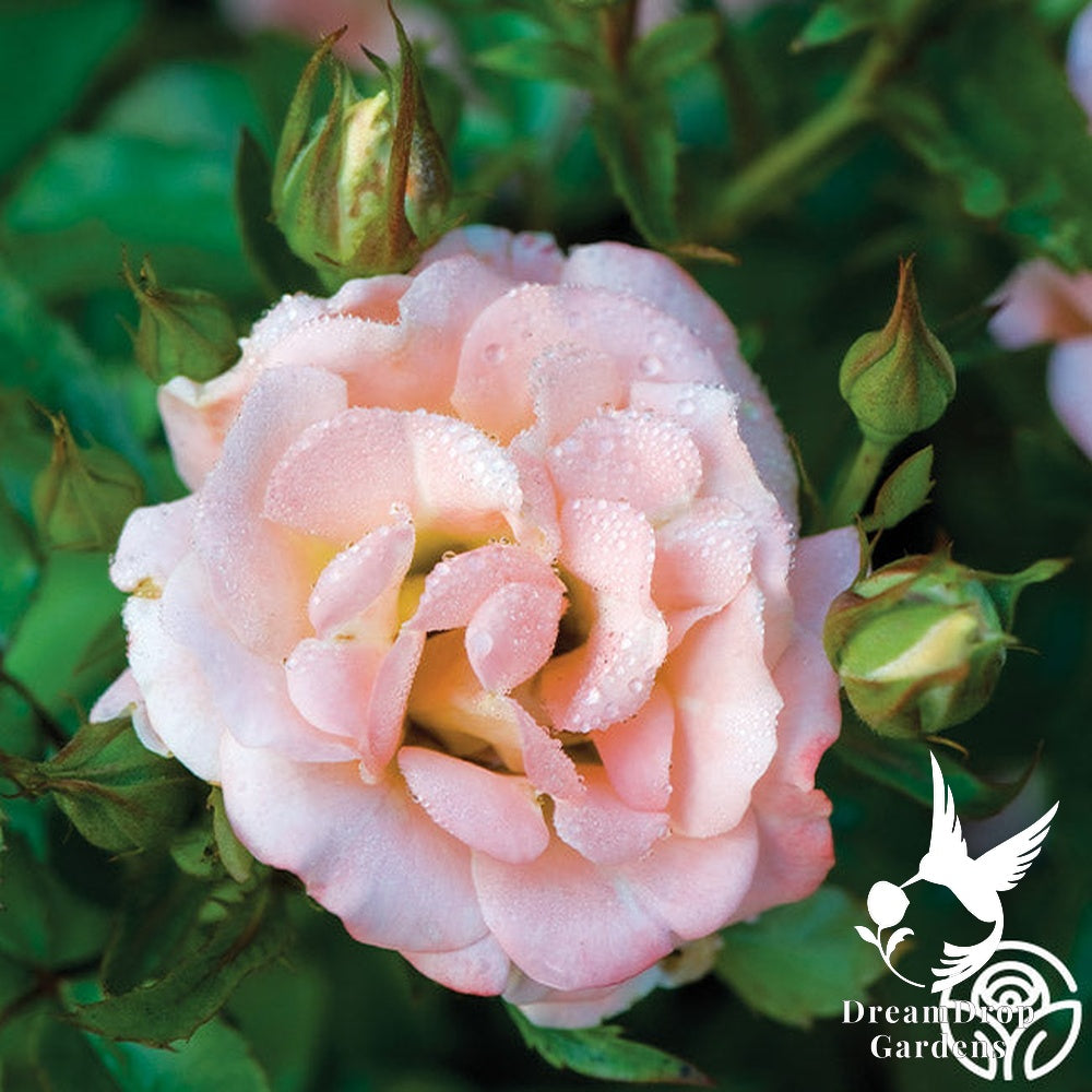 Rose - Peach Drift — DreamDrop Gardens photo 3