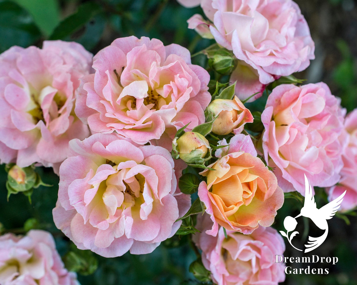 Rose - Peach Drift — DreamDrop Gardens photo 4