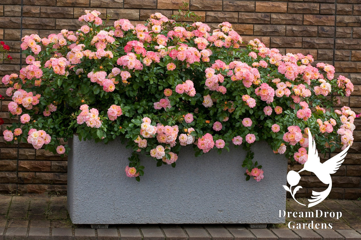 Rose - Peach Drift — DreamDrop Gardens photo 5