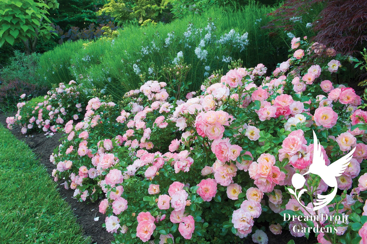 Rose - Peach Drift — DreamDrop Gardens photo 6