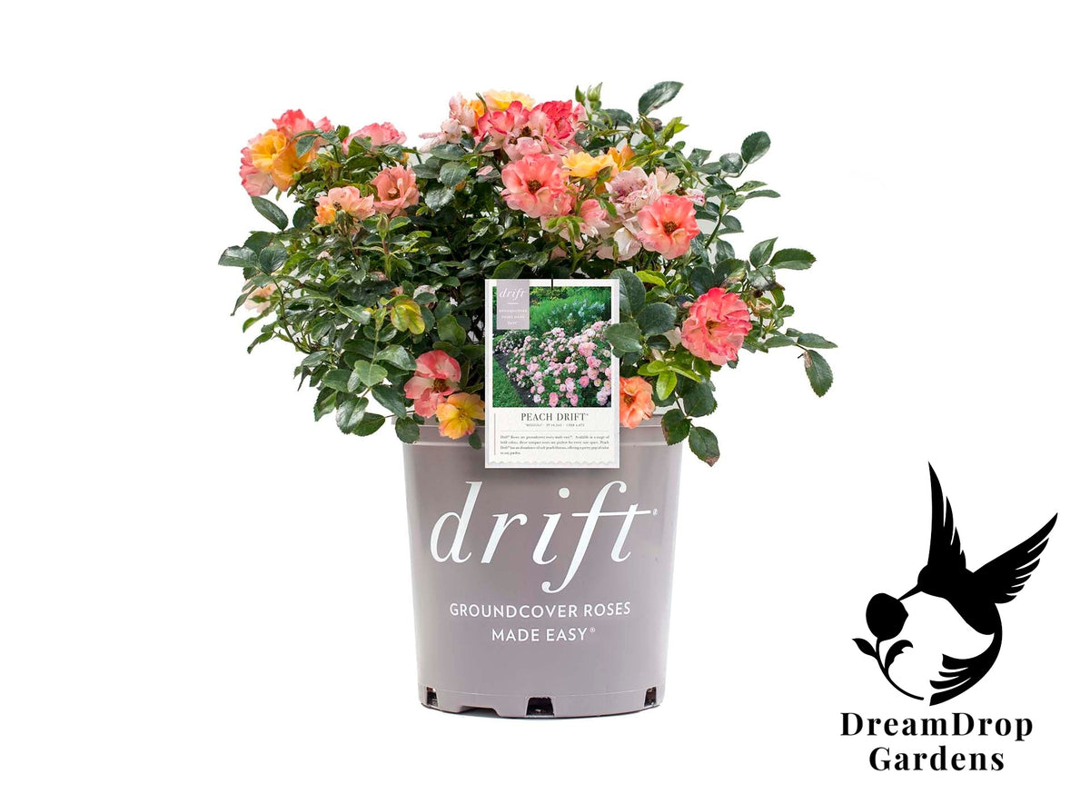 Rose - Peach Drift — DreamDrop Gardens photo 7