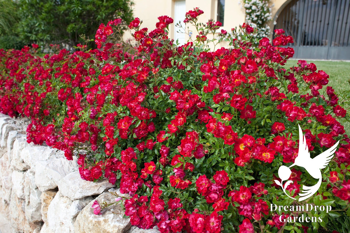 Rose - Red Drift — DreamDrop Gardens photo 10