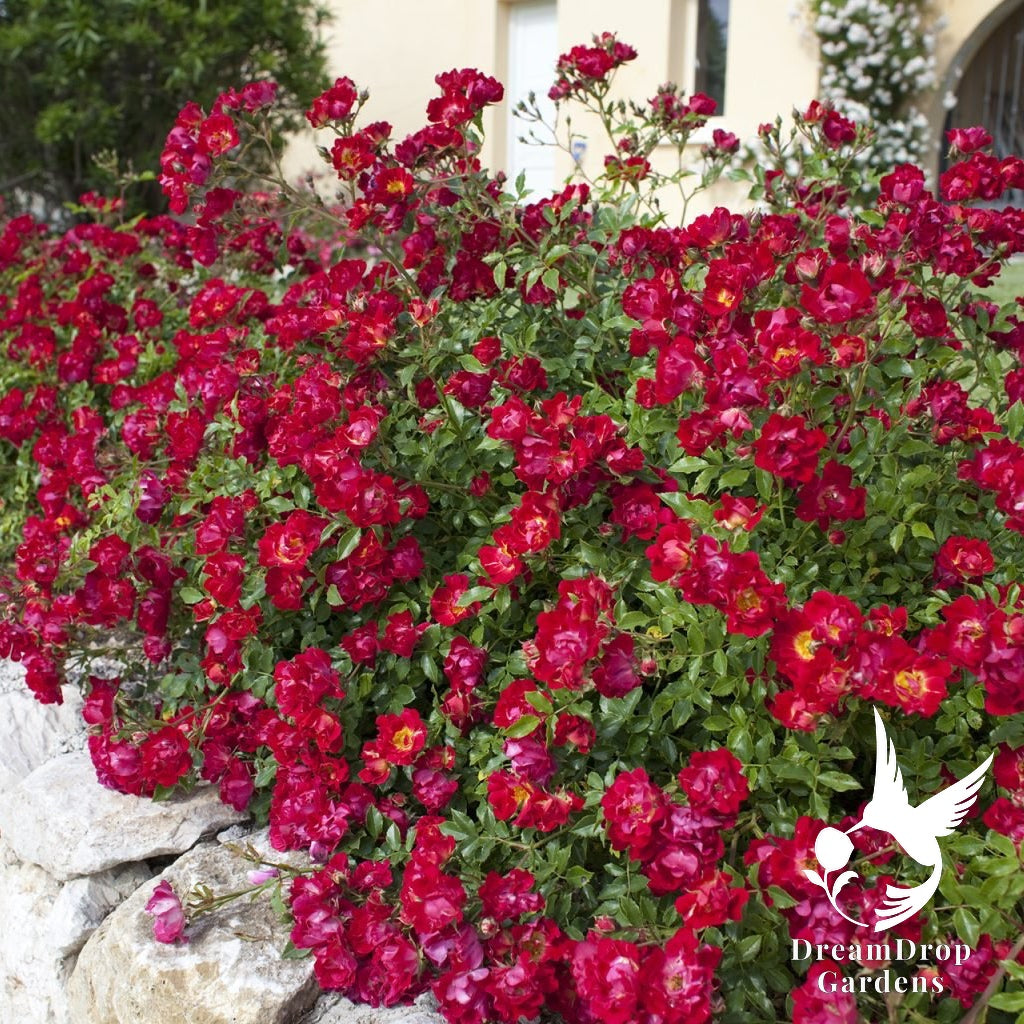 Rose - Red Drift — DreamDrop Gardens photo 1