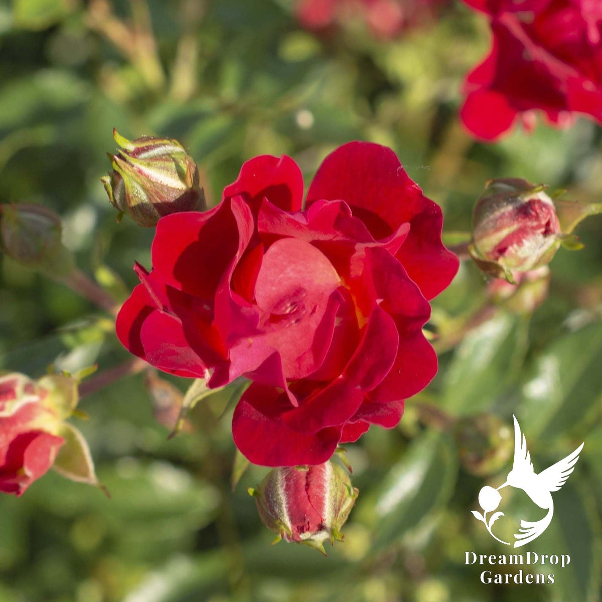 Rose - Red Drift — DreamDrop Gardens photo 3