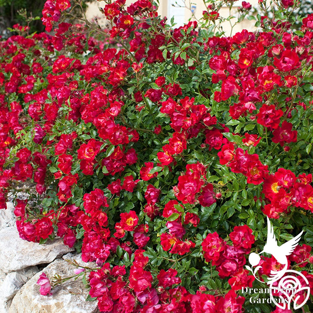 Rose - Red Drift — DreamDrop Gardens photo 4