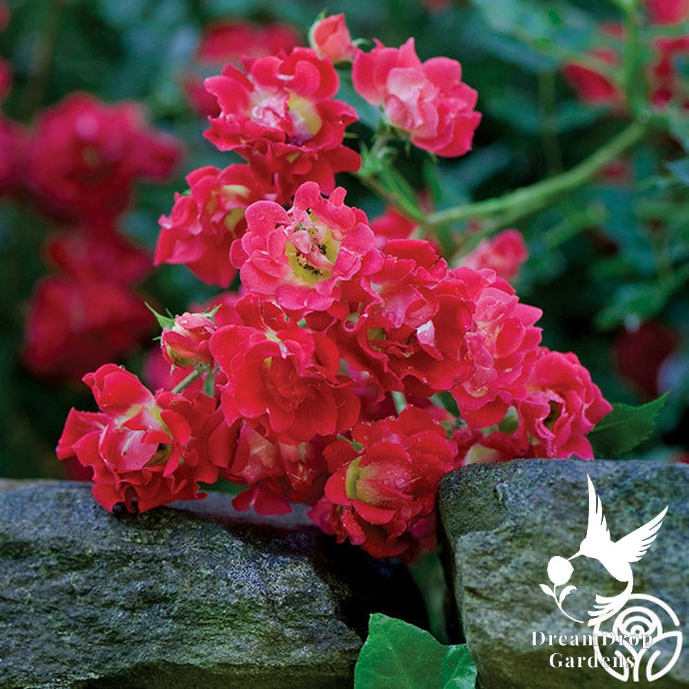 Rose - Red Drift — DreamDrop Gardens photo 5