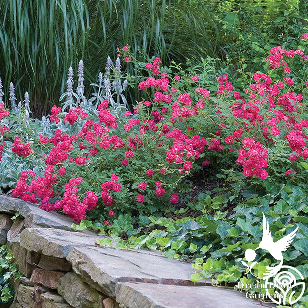 Rose - Red Drift — DreamDrop Gardens photo 6