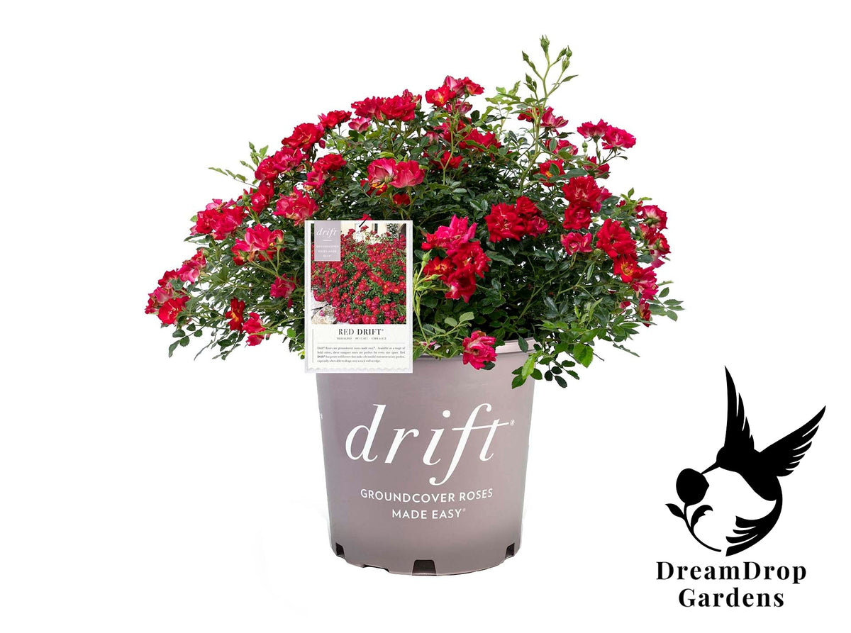 Rose - Red Drift — DreamDrop Gardens photo 7