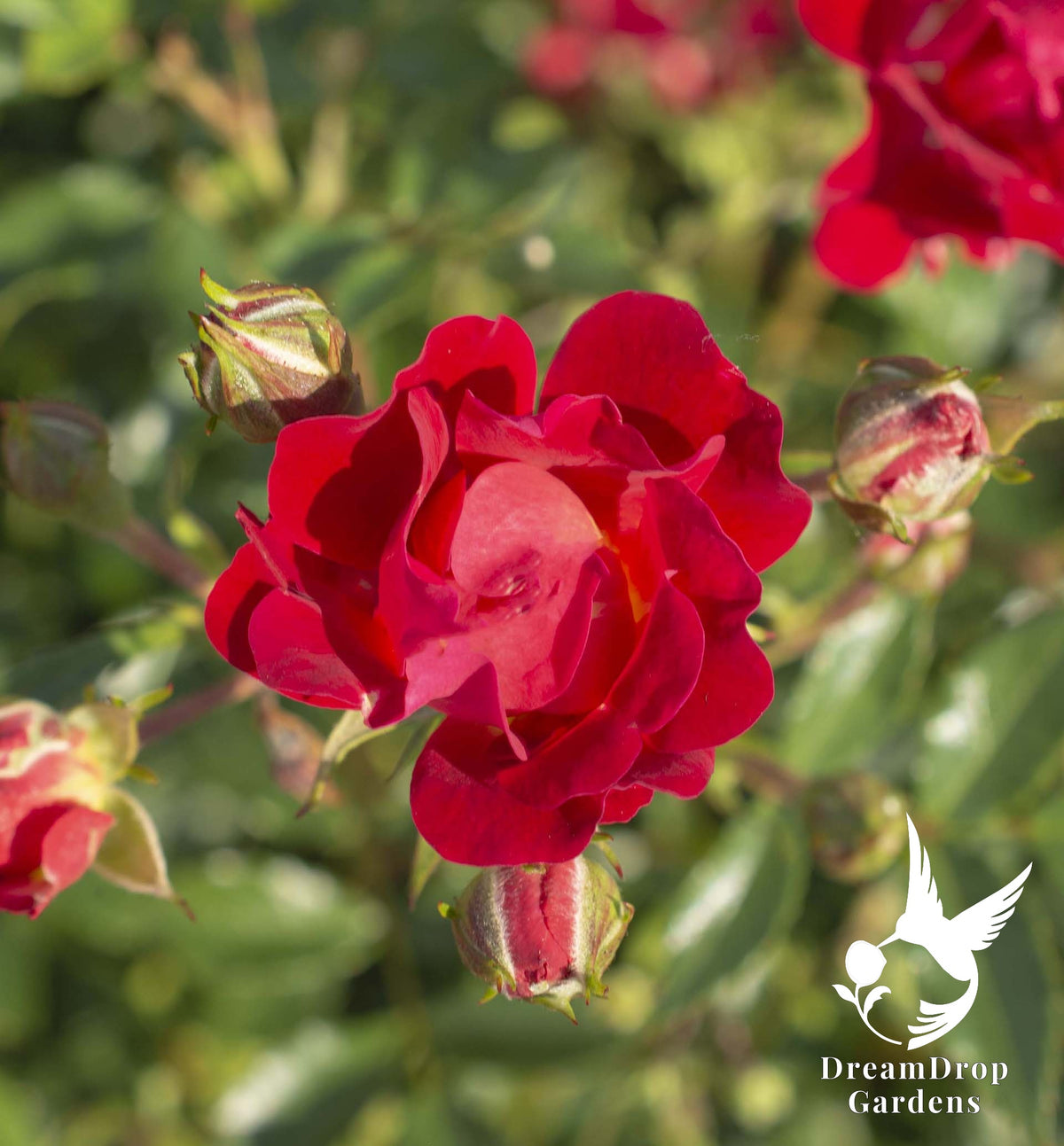Rose - Red Drift — DreamDrop Gardens photo 8