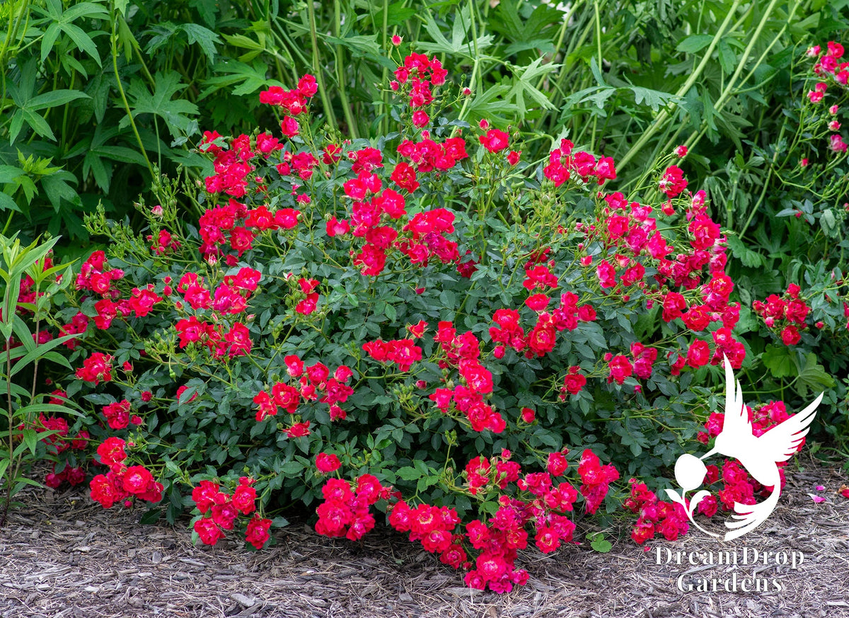 Rose - Red Drift — DreamDrop Gardens photo 9