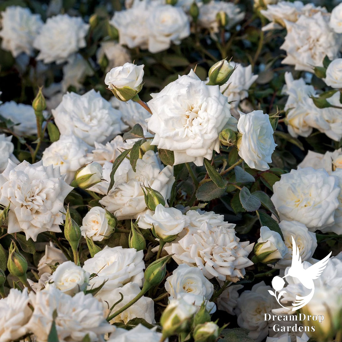 Rose - White Drift — DreamDrop Gardens photo 1