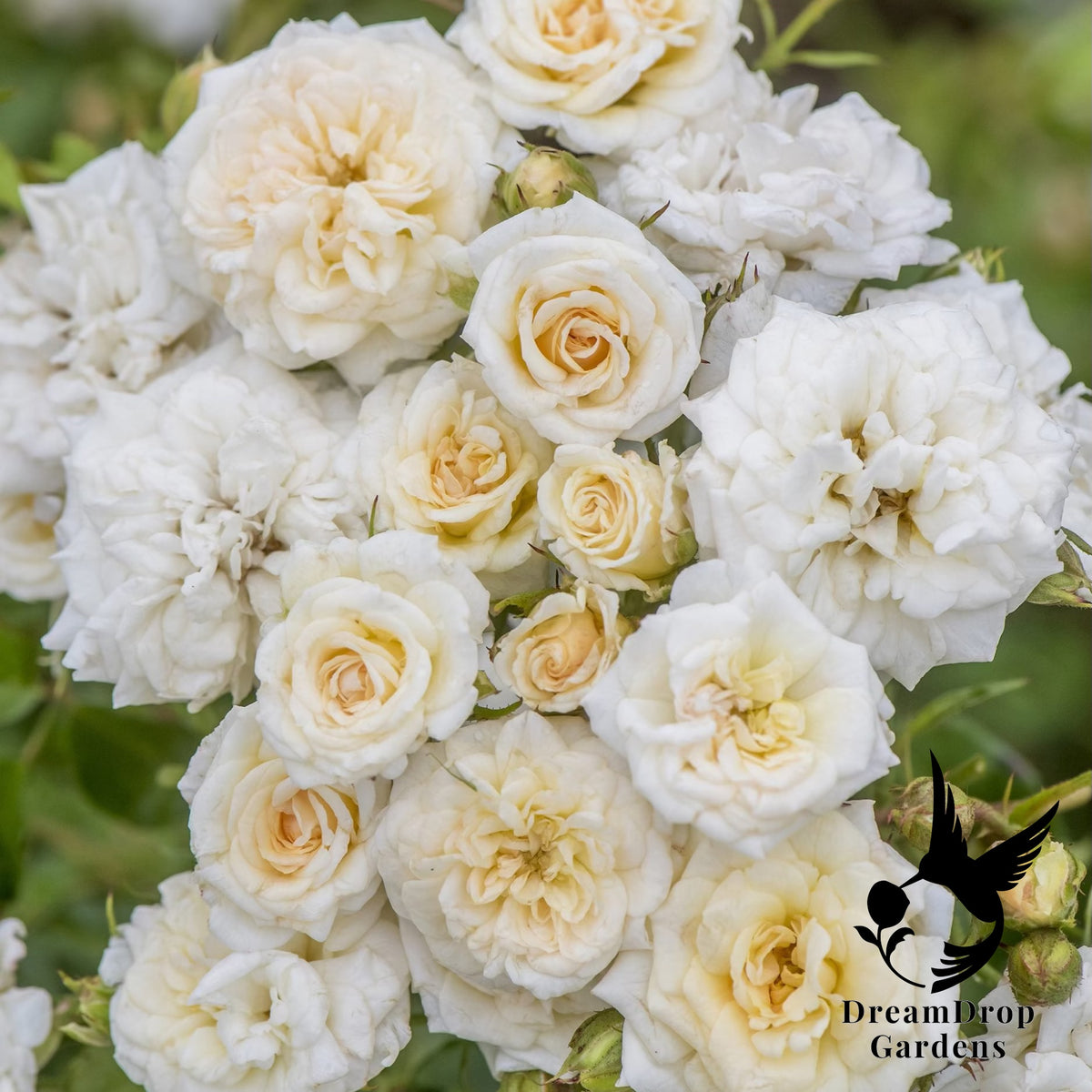 Rose - White Drift — DreamDrop Gardens photo 2