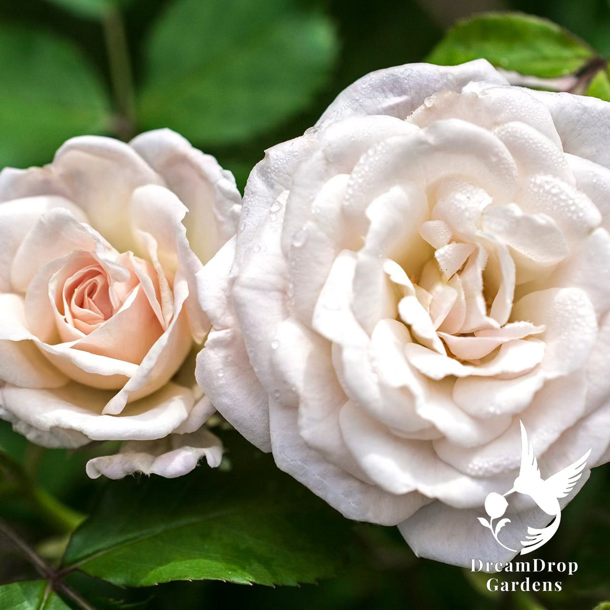 Rose - White Drift — DreamDrop Gardens photo 3