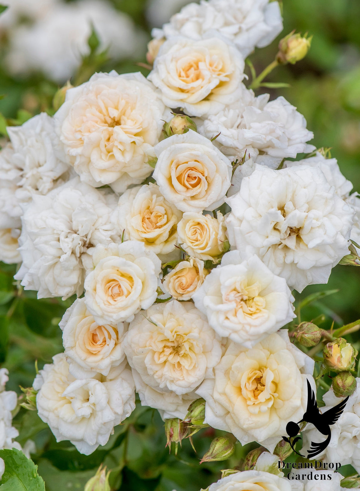 Rose - White Drift — DreamDrop Gardens photo 4