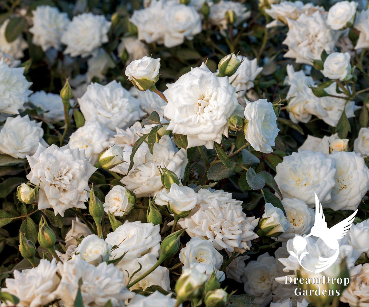 Rose - White Drift — DreamDrop Gardens photo 5