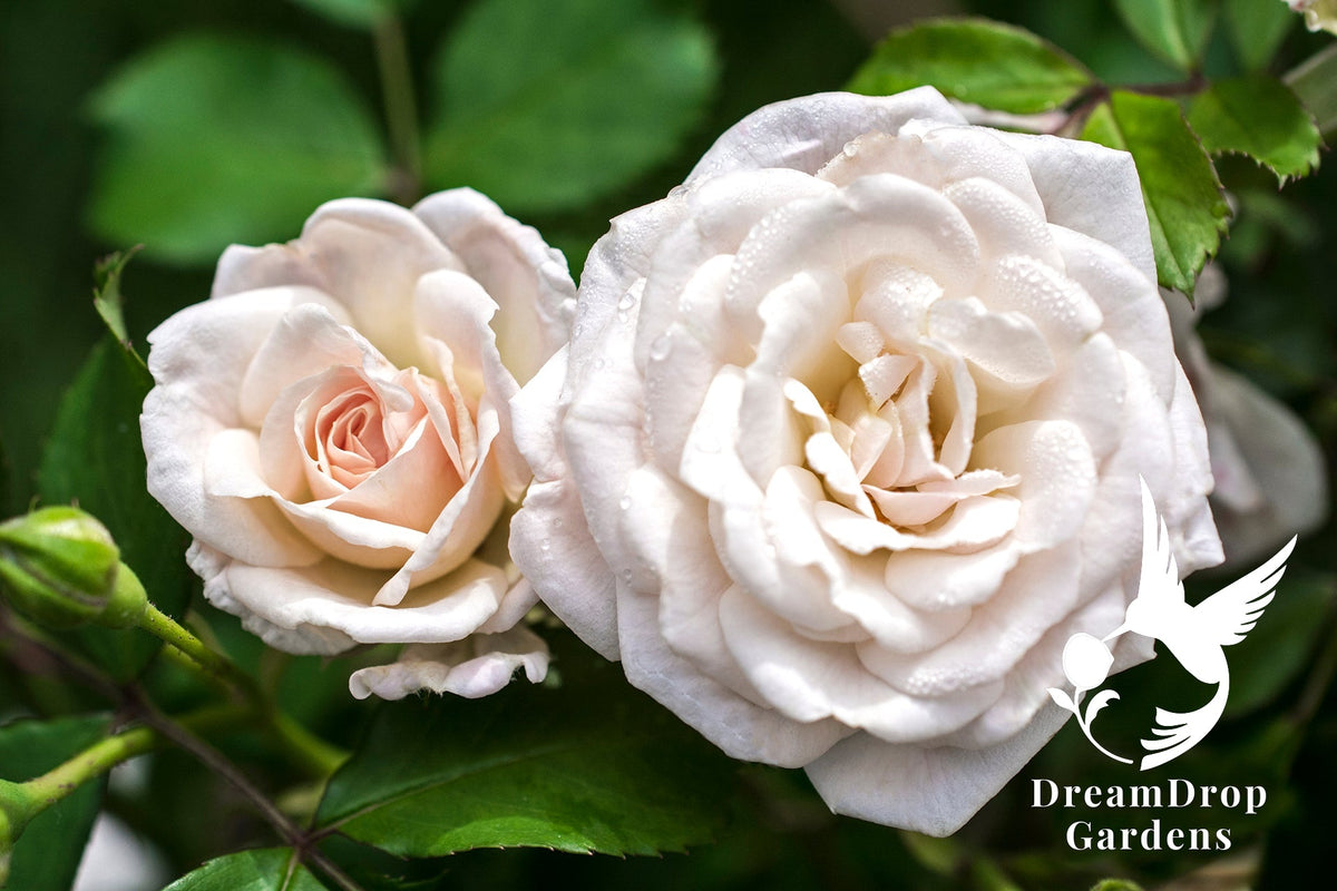Rose - White Drift — DreamDrop Gardens photo 6