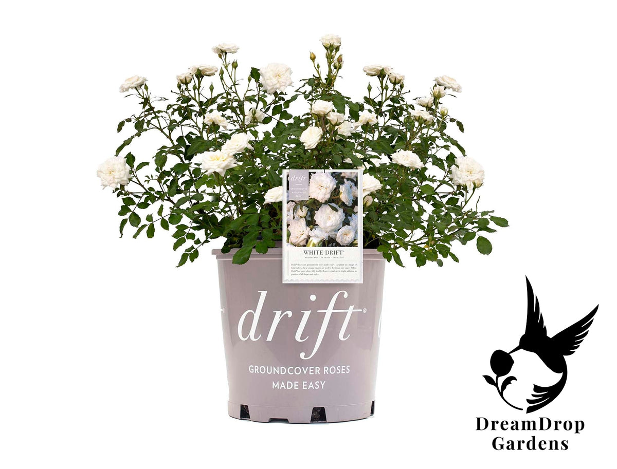 Rose - White Drift — DreamDrop Gardens photo 7