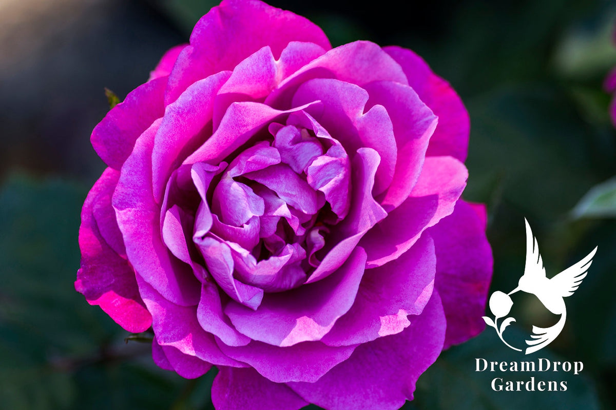 Rose - Heirloom — DreamDrop Gardens photo 15