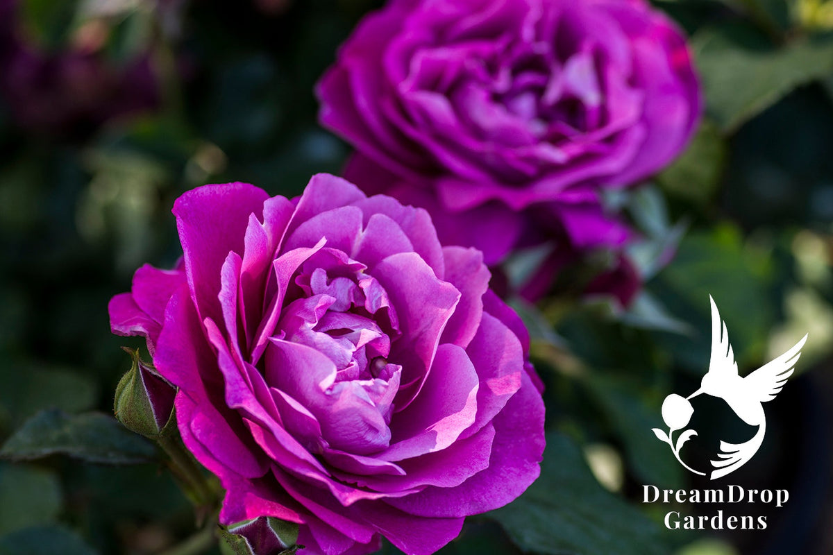 Rose - Heirloom — DreamDrop Gardens photo 16