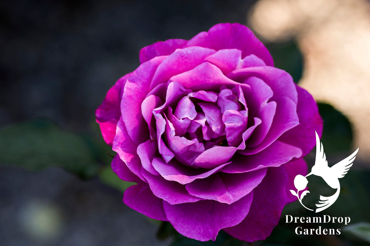 Rose - Heirloom — DreamDrop Gardens photo 17