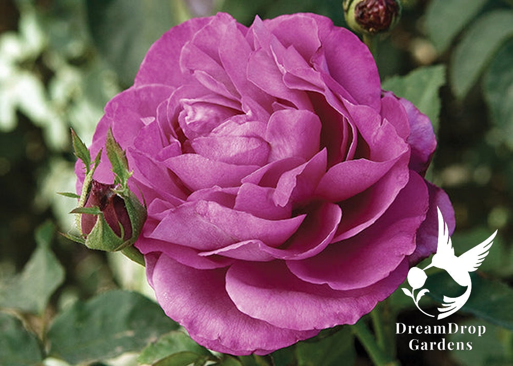 Rose - Heirloom — DreamDrop Gardens photo 18