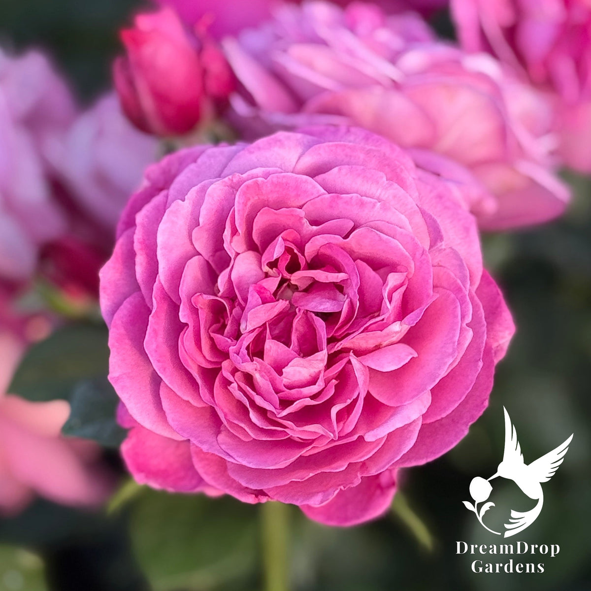 Rose - Heirloom — DreamDrop Gardens photo 1