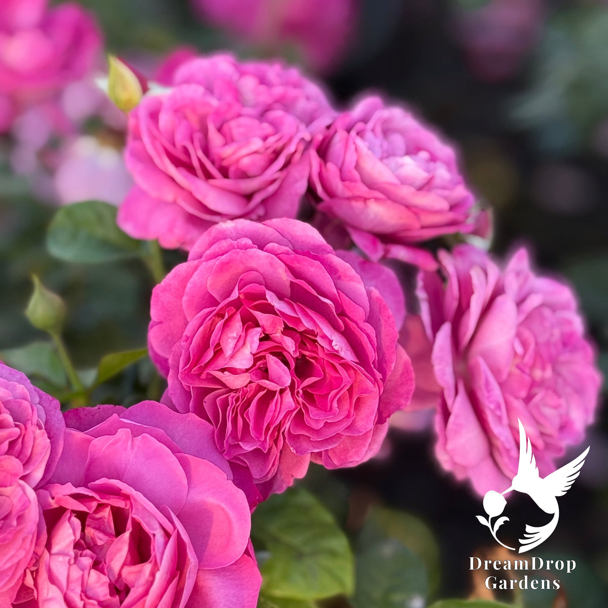 Rose - Heirloom — DreamDrop Gardens photo 2